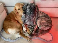 Juno, a female Anatolian Shepherd Dog and English Mastiff for sale in Lonsdale, MN – 5 of 7