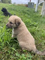 Juno, a female Anatolian Shepherd Dog and English Mastiff for sale in Lonsdale, MN – 2 of 7