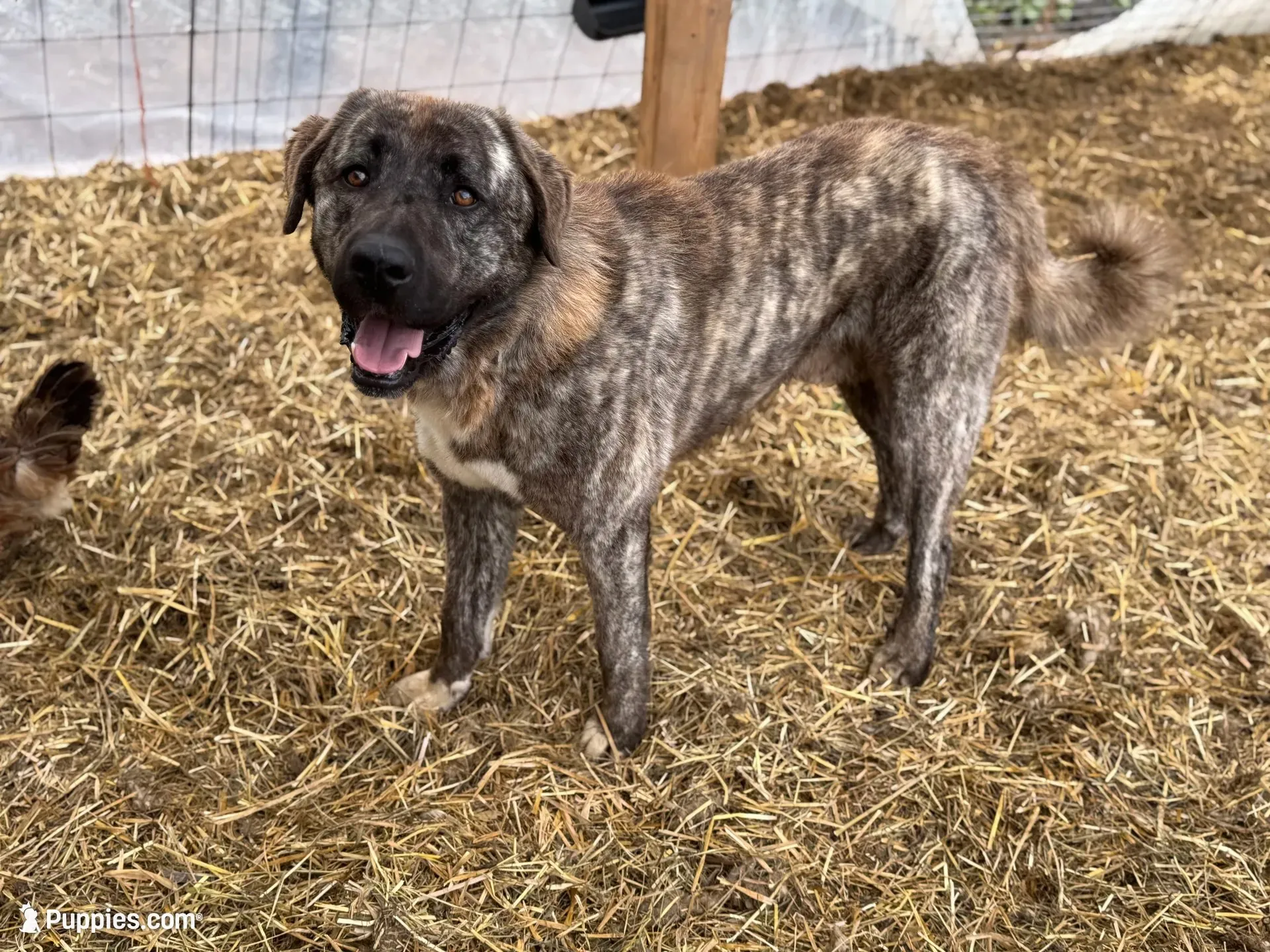 Helga, a female Anatolian Shepherd Dog and Great Pyrenees for sale in Lonsdale, MN – 10 of 10