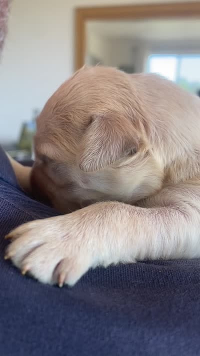 Hans, a male Golden Retriever for sale in Lonsdale, MN – 2 of 10