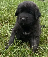 Ebony, a female Anatolian Shepherd Dog and Great Pyrenees for sale in Lonsdale, MN – 2 of 9