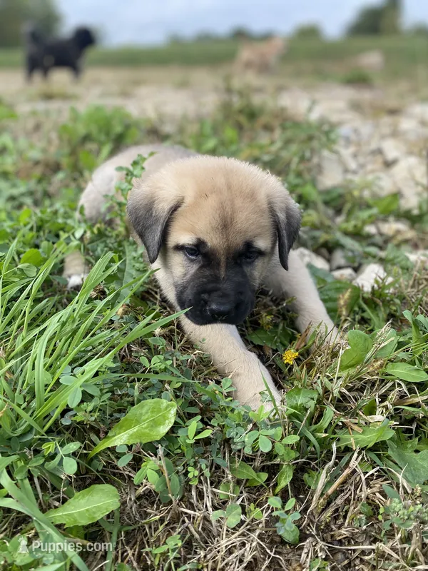 Dusk – Anatolian Shepherd Dog, English Mastiff puppy for sale in Lonsdale, MN