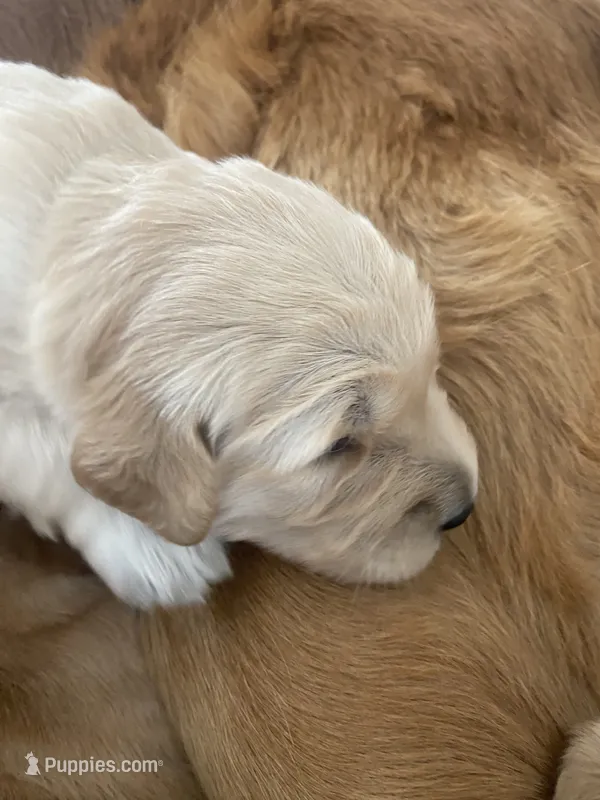 Willow – Golden Retriever puppy for sale in Lonsdale, MN