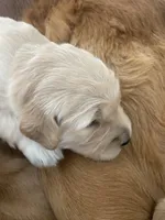 Willow, a female Golden Retriever for sale in Lonsdale, MN – 1 of 7