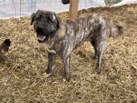 Juno, a female Anatolian Shepherd Dog and English Mastiff for sale in Lonsdale, MN – 7 of 7