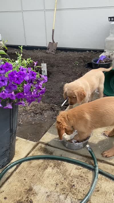 Chewy's pups, a  Golden Retriever for sale in Lonsdale, MN – 9 of 9