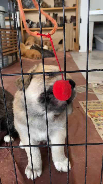 Juno, a female Anatolian Shepherd Dog and English Mastiff for sale in Lonsdale, MN – 4 of 7