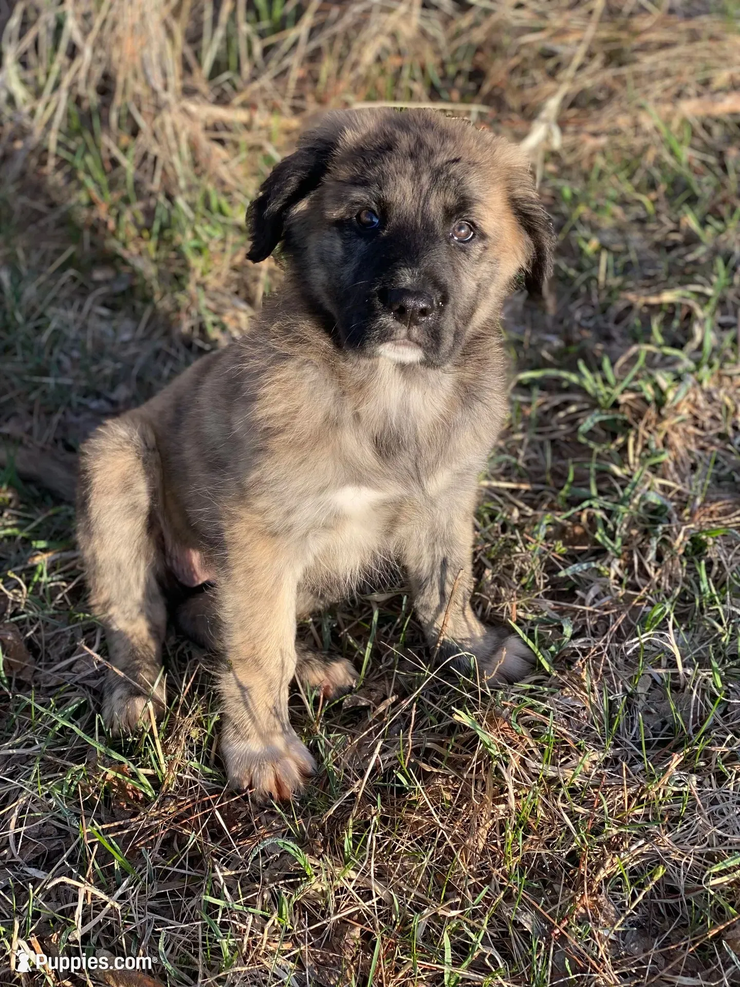 Juno, a female Anatolian Shepherd Dog and English Mastiff for sale in Lonsdale, MN – 4 of 9