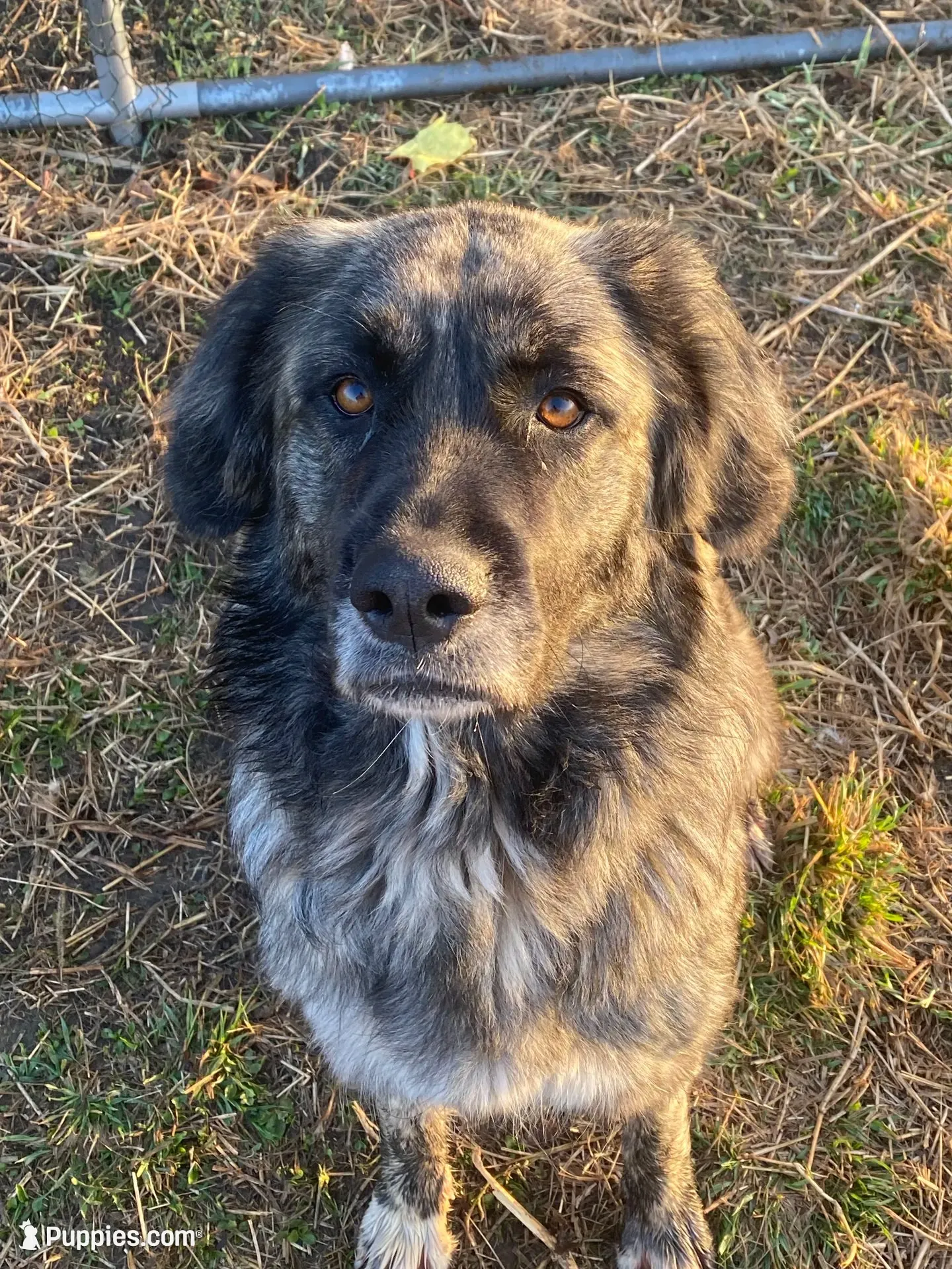 Helga, a female Anatolian Shepherd Dog and Great Pyrenees for sale in Lonsdale, MN – 6 of 10
