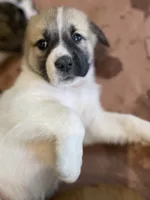 Princess, a female Anatolian Shepherd Dog and Great Pyrenees for sale in Lonsdale, MN – 3 of 5