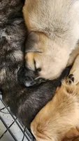 Dusk, a female Anatolian Shepherd Dog and English Mastiff for sale in Lonsdale, MN – 3 of 5