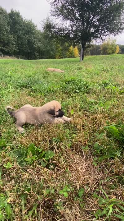 Dusk, a female Anatolian Shepherd Dog and English Mastiff for sale in Lonsdale, MN – 2 of 5
