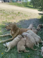 Willow, a female Golden Retriever for sale in Lonsdale, MN – 4 of 7