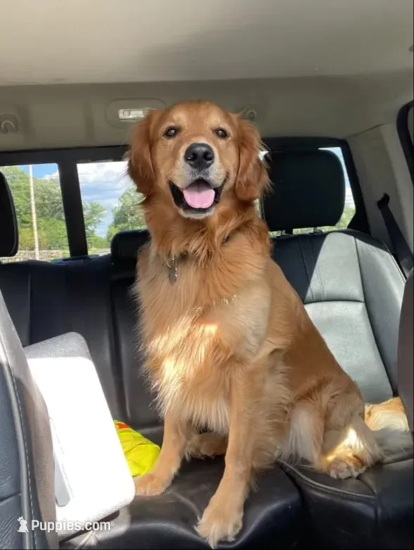 Chewy's pups, a  Golden Retriever for sale in Lonsdale, MN – 3 of 9