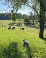 Helga, a female Anatolian Shepherd Dog and Great Pyrenees for sale in Lonsdale, MN – 2 of 10