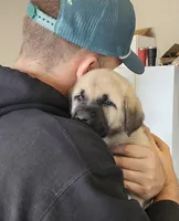 Dusk, a female Anatolian Shepherd Dog and English Mastiff for sale in Lonsdale, MN – 5 of 5