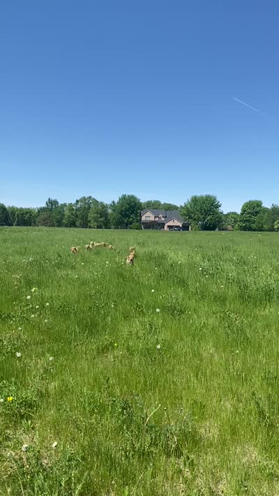 Maple, a female Golden Retriever for sale in Lonsdale, MN – 6 of 6