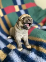 Juno, a female Anatolian Shepherd Dog and English Mastiff for sale in Lonsdale, MN – 7 of 9