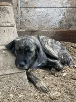 Dusk, a female Anatolian Shepherd Dog and Great Pyrenees for sale in Lonsdale, MN – 3 of 5