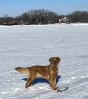 Maple, a female Golden Retriever for sale in Lonsdale, MN – 5 of 6
