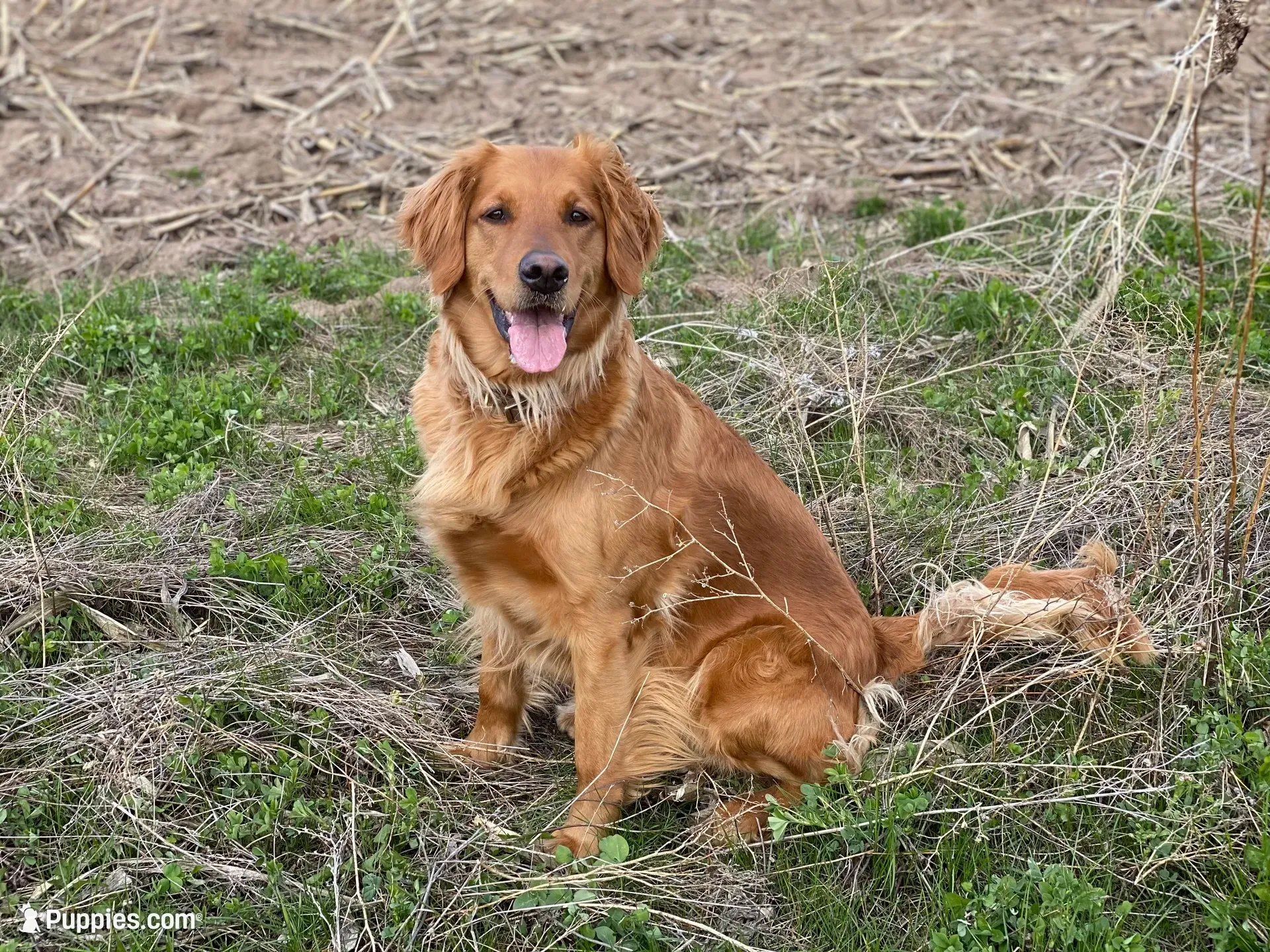 Maple, a female Golden Retriever for sale in Lonsdale, MN – 4 of 6