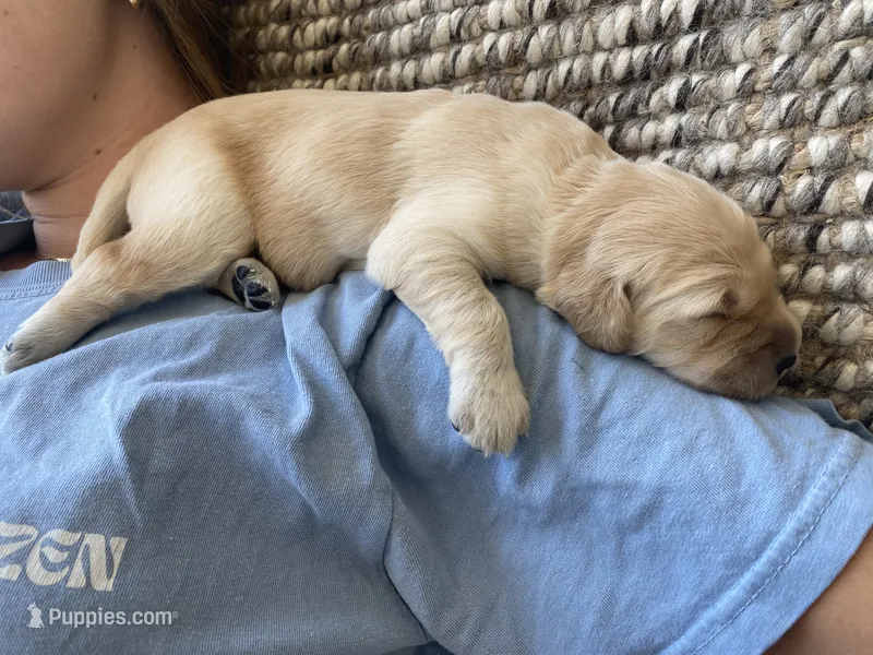 Hans – Golden Retriever puppy for sale in Lonsdale, MN