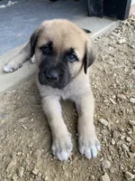 Dusk, a female Anatolian Shepherd Dog and English Mastiff for sale in Lonsdale, MN – 4 of 5