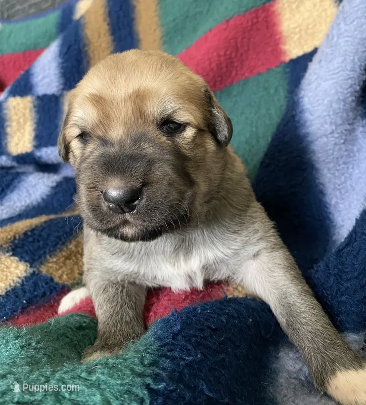 Juno – Anatolian Shepherd Dog, English Mastiff puppy for sale in Lonsdale, MN