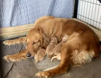 Rusty, a male Golden Retriever for sale in Lonsdale, MN – 4 of 7
