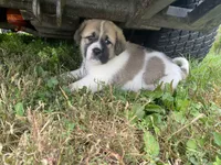 Princess, a female Anatolian Shepherd Dog and Great Pyrenees for sale in Lonsdale, MN – 5 of 5