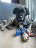 Dusk, a female Anatolian Shepherd Dog and Great Pyrenees for sale in Lonsdale, MN – 2 of 5