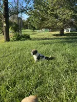 Helga, a female Anatolian Shepherd Dog and Great Pyrenees for sale in Lonsdale, MN – 9 of 10