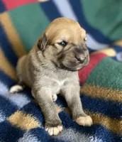 Juno, a female Anatolian Shepherd Dog and English Mastiff for sale in Lonsdale, MN – 2 of 9