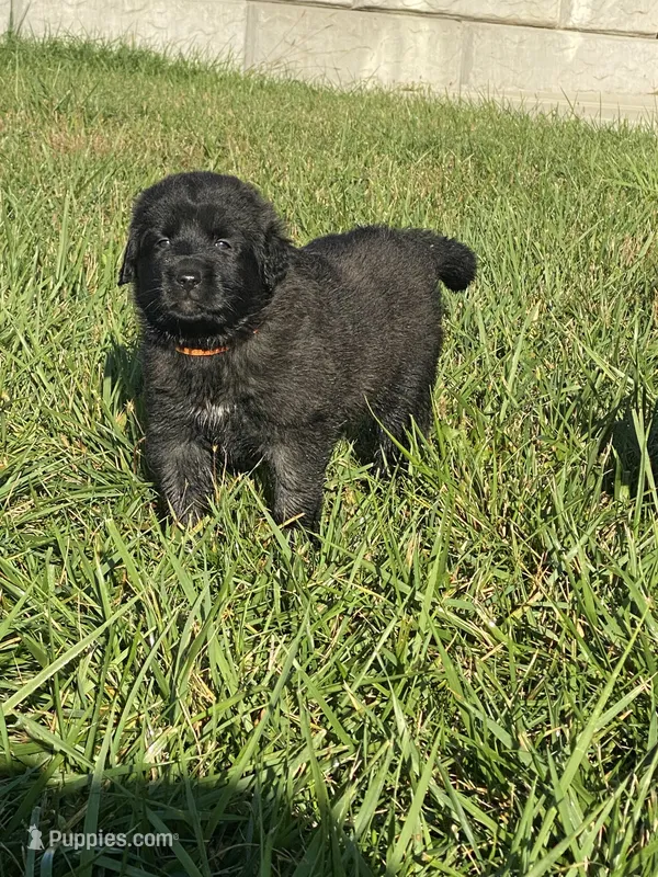 Ebony – Anatolian Shepherd Dog, Great Pyrenees puppy for sale in Lonsdale, MN
