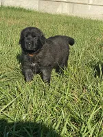 Ebony, a female Anatolian Shepherd Dog and Great Pyrenees for sale in Lonsdale, MN – 1 of 9