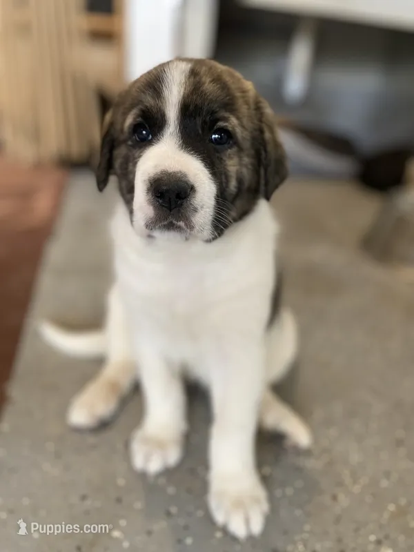 Helga – Anatolian Shepherd Dog, Great Pyrenees puppy for sale in Lonsdale, MN