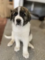 Helga, a female Anatolian Shepherd Dog and Great Pyrenees for sale in Lonsdale, MN – 1 of 10