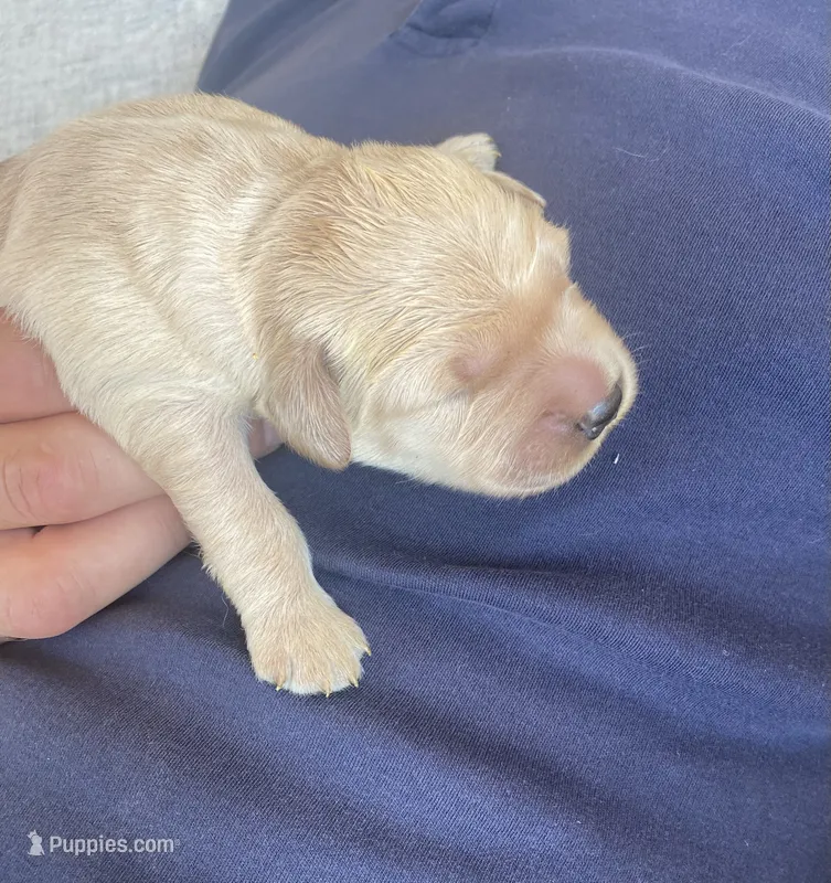 Hans, a male Golden Retriever for sale in Lonsdale, MN – 1 of 10