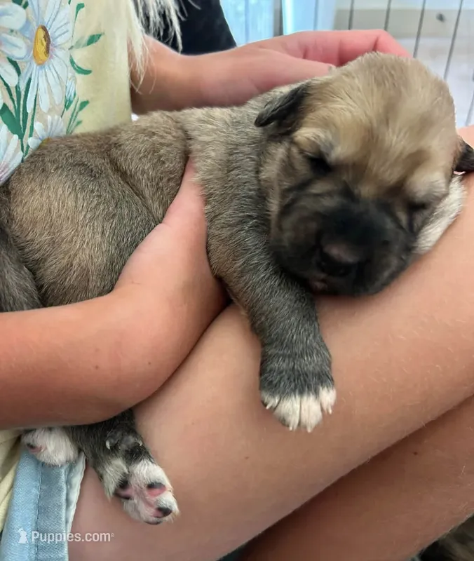 Dusk – Anatolian Shepherd Dog, Great Pyrenees puppy for sale in Lonsdale, MN