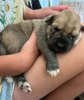 Dusk, a female Anatolian Shepherd Dog and Great Pyrenees for sale in Lonsdale, MN – 1 of 5
