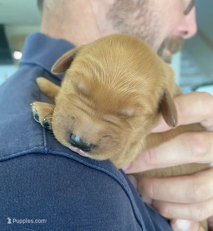 Rusty – Golden Retriever puppy for sale in Lonsdale, MN