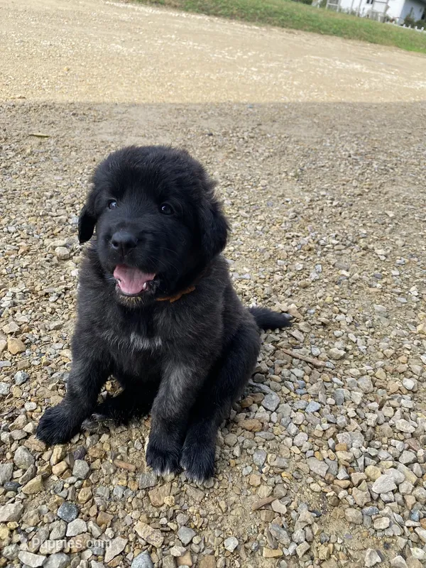 Flo – Anatolian Shepherd Dog, Great Pyrenees puppy for sale in Lonsdale, MN