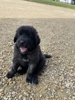 Flo, a female Anatolian Shepherd Dog and Great Pyrenees for sale in Lonsdale, MN – 1 of 8