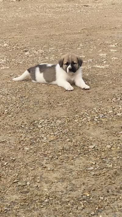 Princess, a female Anatolian Shepherd Dog and Great Pyrenees for sale in Lonsdale, MN – 2 of 5