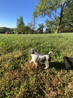 Helga, a female Anatolian Shepherd Dog and Great Pyrenees for sale in Lonsdale, MN – 4 of 10