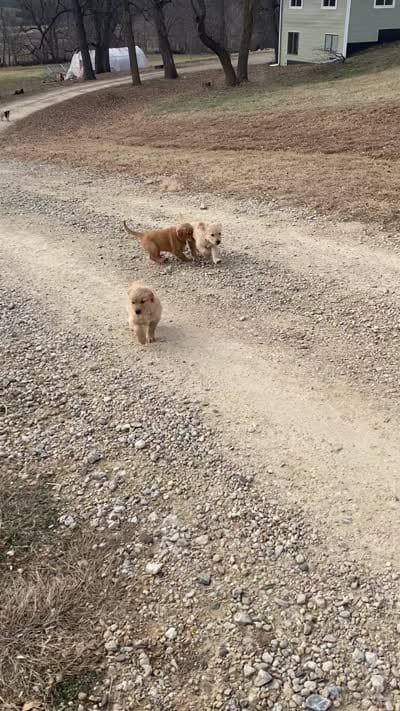 Chewy's pups, a  Golden Retriever for sale in Lonsdale, MN – 8 of 9