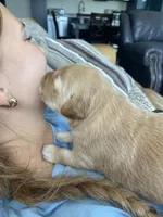 Maple, a female Golden Retriever for sale in Lonsdale, MN – 1 of 6