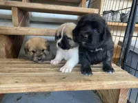 Ebony, a female Anatolian Shepherd Dog and Great Pyrenees for sale in Lonsdale, MN – 4 of 9