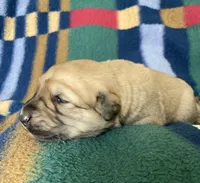 Juno, a female Anatolian Shepherd Dog and English Mastiff for sale in Lonsdale, MN – 9 of 9