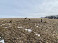 Helga, a female Anatolian Shepherd Dog and Great Pyrenees for sale in Lonsdale, MN – 8 of 10